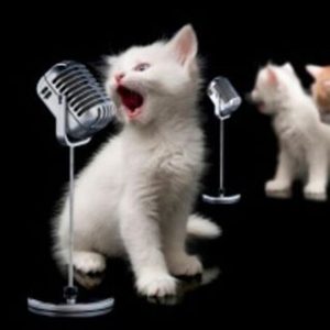 Kitty microphone